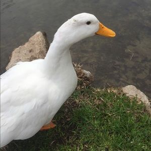 Meet your Posher, Mackenzie